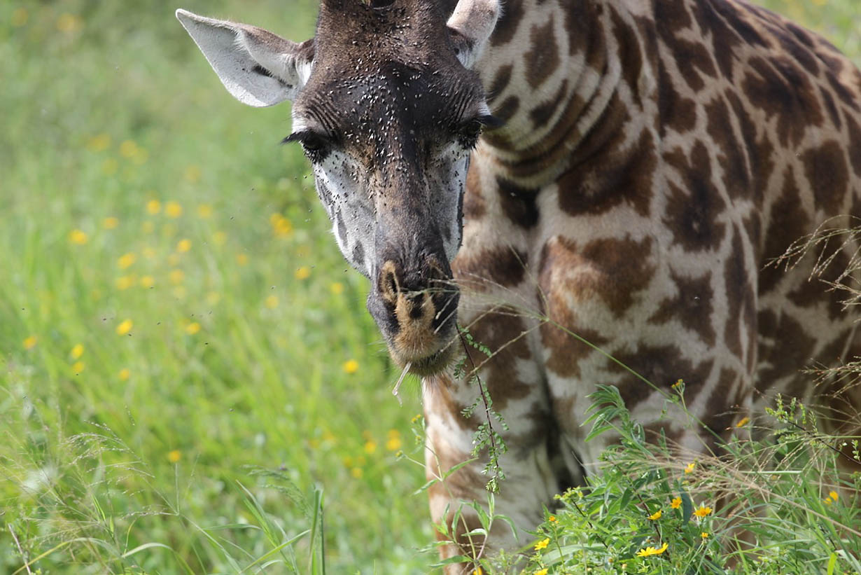 Giraff IMG 4728