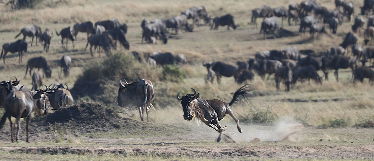 Gnu herd